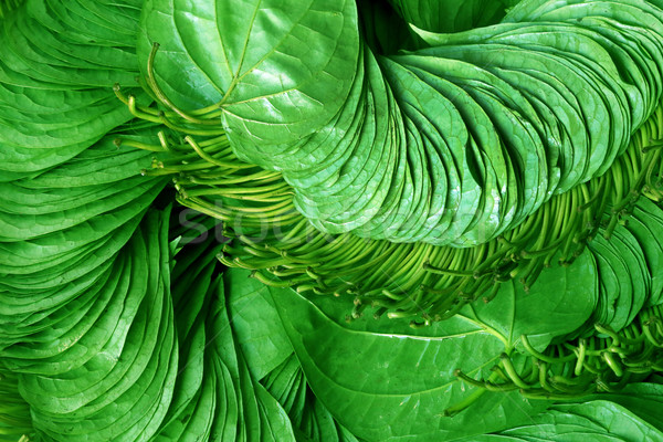 Edible betel leaf of Indian subcontinent Stock photo © bdspn