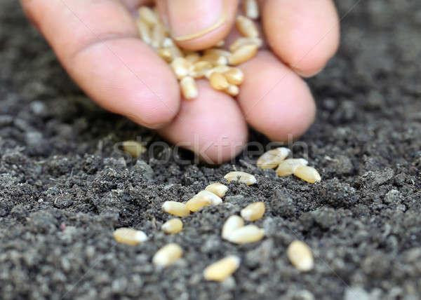 Tarwe vruchtbaar bodem voedsel hand Stockfoto © bdspn