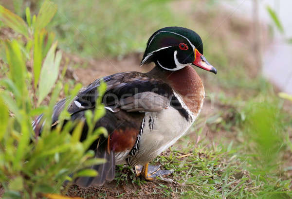 Mandarynka kaczka stałego obok jezioro charakter Zdjęcia stock © bdspn