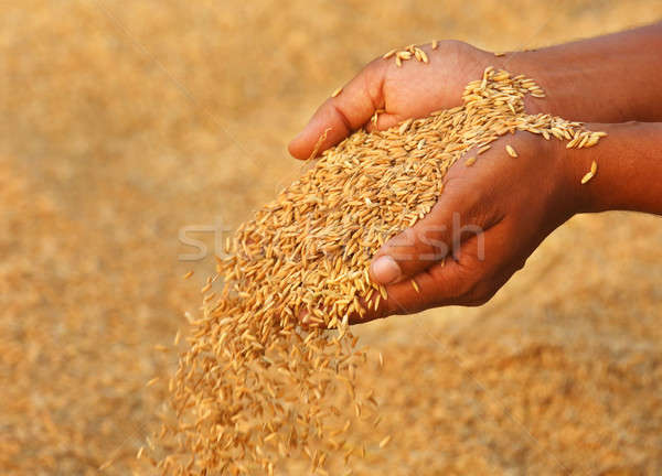 Hand holding golden paddy seeds Stock photo © bdspn