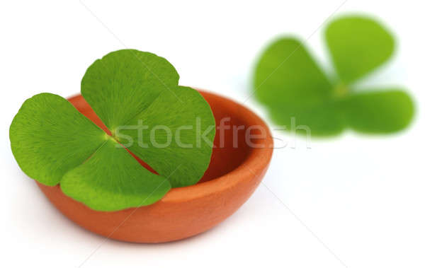 Clover leaf in a clay pottery Stock photo © bdspn