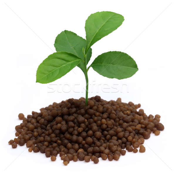 Plant in Diammonium phosphate fertilizer Stock photo © bdspn