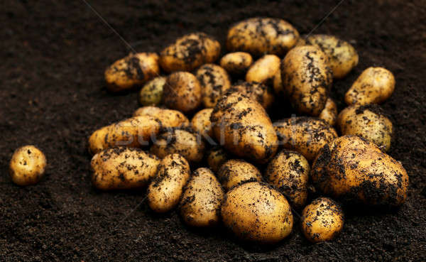 Di recente patate campo alimentare farm sporco Foto d'archivio © bdspn