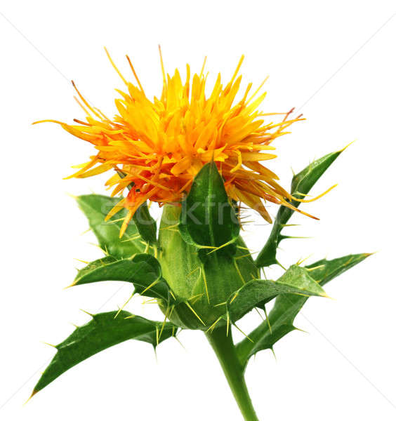 Safflower Stock photo © bdspn