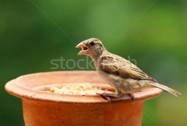 House sparrow feeding Stock photo © bdspn