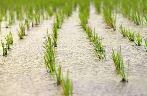 Newly planted paddy seedling in marshland Stock photo © bdspn