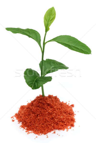 Plant meststof witte voedsel oranje groene Stockfoto © bdspn