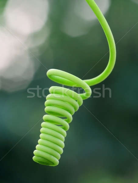 Kıvırcık bitki bahar güç model Stok fotoğraf © bdspn