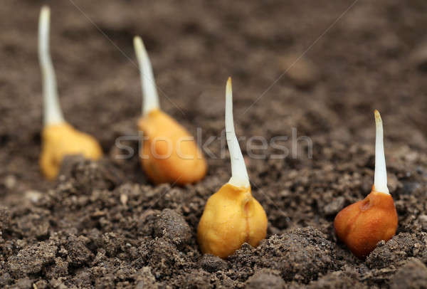 Kiemplant vruchtbaar bodem selectieve aandacht patroon landbouw Stockfoto © bdspn