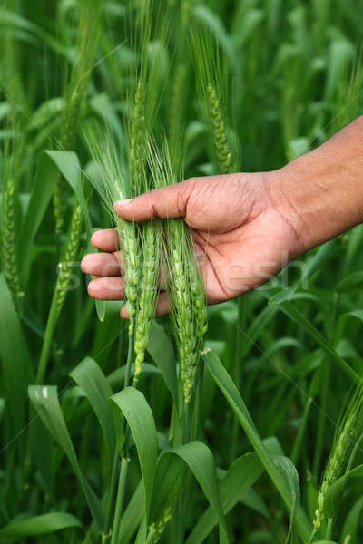 Verde campo de trigo jeans mão verão campo Foto stock © bdspn