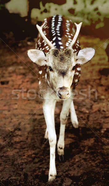 Single spotted deer Stock photo © bdspn