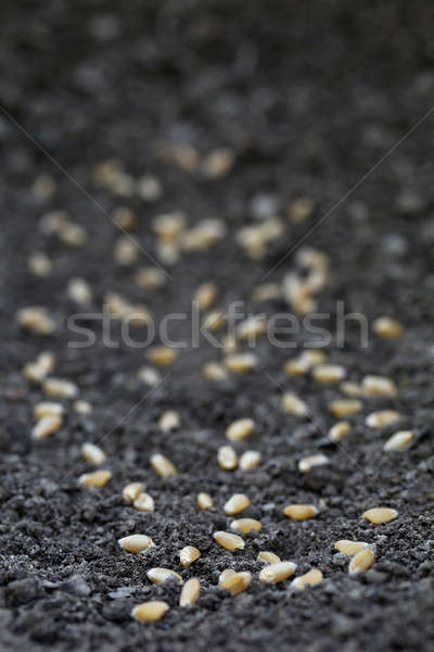 Grâu fertil sol alimente câmp Imagine de stoc © bdspn
