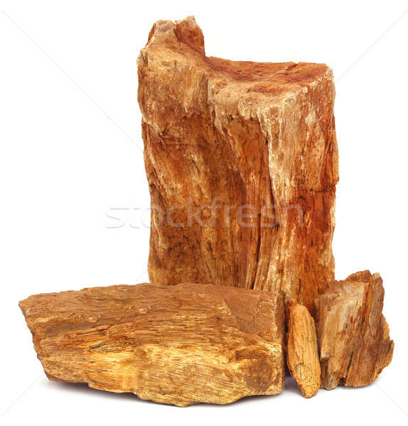 Fóssil rocha branco poder estrutura cortar Foto stock © bdspn