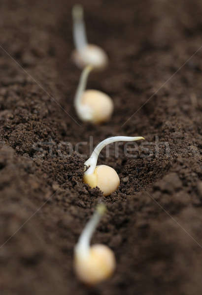 Green pea planting Stock photo © bdspn