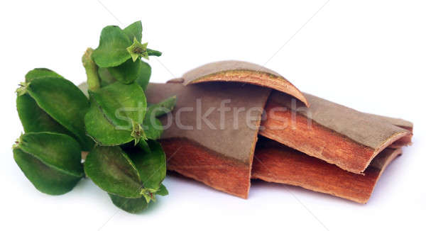 Medicinal Terminalia arjuna Stock photo © bdspn