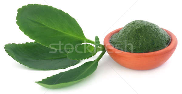 Mashed medicinal Kalanchoe leaves  Stock photo © bdspn