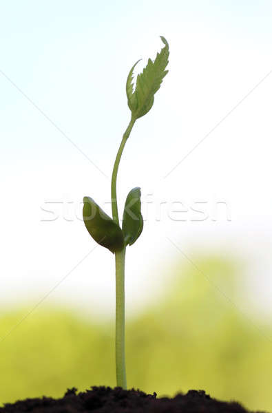 Stock photo: Baby neem plant