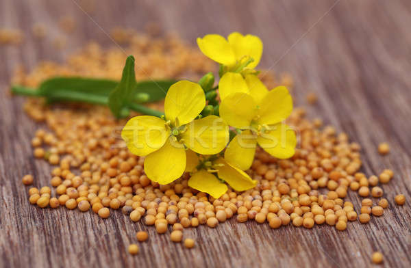 Mustard flower with seeds Stock photo © bdspn