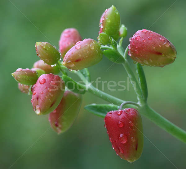 Herbal Kalanchoe flowers Stock photo © bdspn