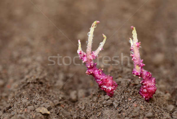 ジャガイモ 植物 肥沃な 土壌 自然 ストックフォト © bdspn