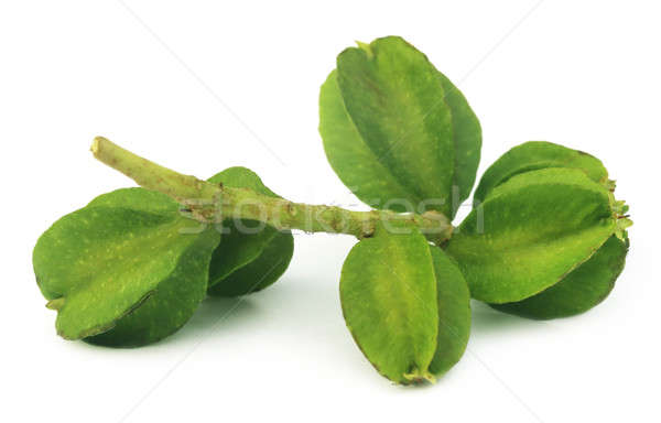 Medicinal Terminalia arjuna Stock photo © bdspn