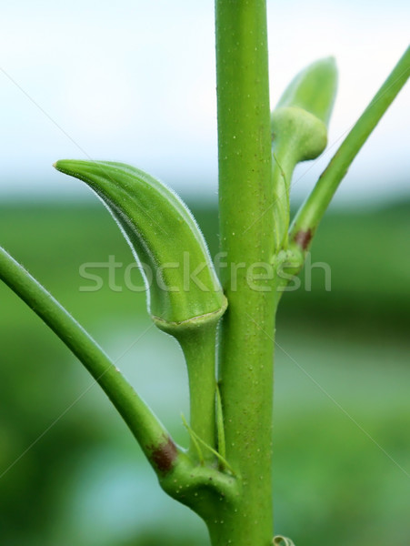 Green okra in plant Stock photo © bdspn