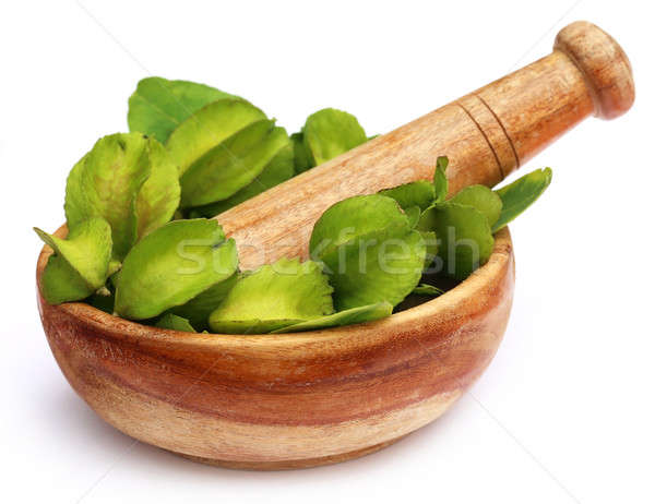 Medicinal Terminalia arjuna Stock photo © bdspn