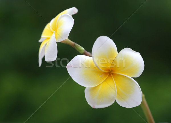 Close up of frangipani Stock photo © bdspn