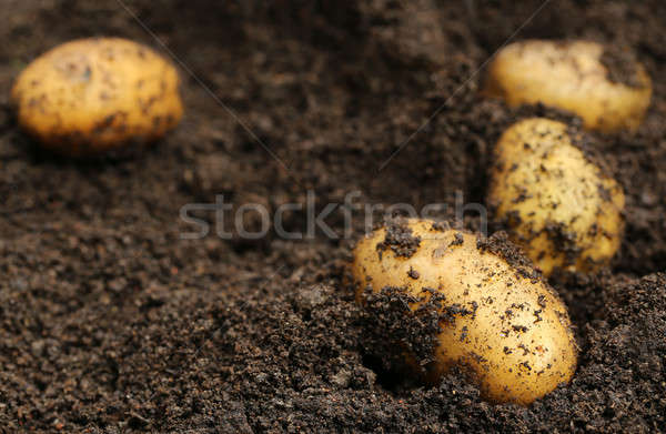 Di recente patate terra giardino campo farm Foto d'archivio © bdspn