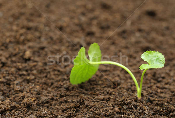 Gyógyászati növény föld étel egészség zöld Stock fotó © bdspn