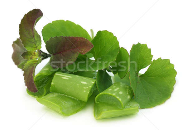 Medicinal herbs Stock photo © bdspn