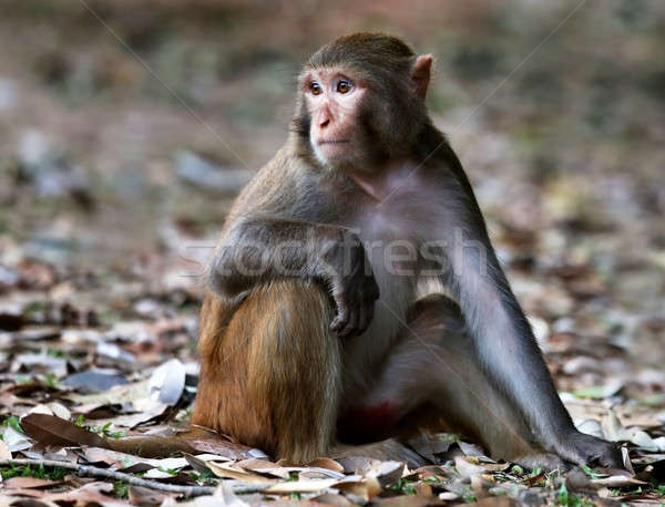 Close up of a rhesus monkey Stock photo © bdspn