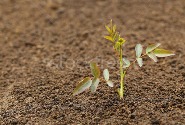 Aumentó planta fértil suelo fondo verano Foto stock © bdspn