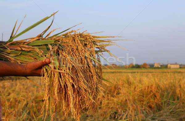 Hand holding a bunch of newly harvested paddy Stock photo © bdspn