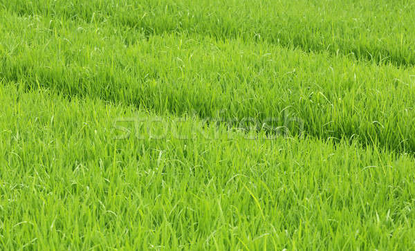 Zielona trawa uprawiany dziedzinie trawy tle biały Zdjęcia stock © bdspn