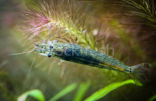 Gamberetti acquario primo piano mare rosso fiume Foto d'archivio © bdspn