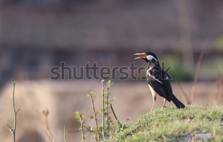 Asian Pied Starling Stock photo © bdspn