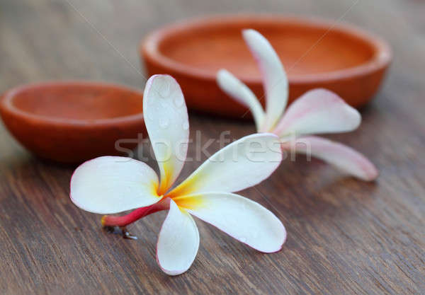 Plumeria Stock photo © bdspn