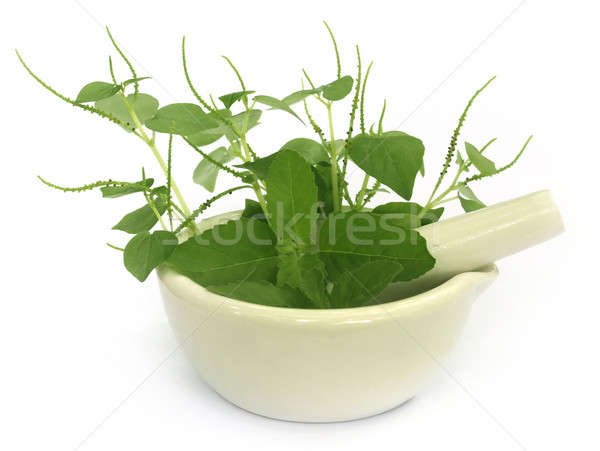 Medicinal herbs on mortar with pestle Stock photo © bdspn