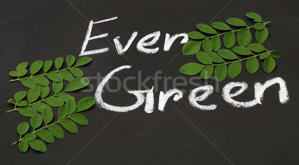 Moringa leaves with written Ever Green Stock photo © bdspn