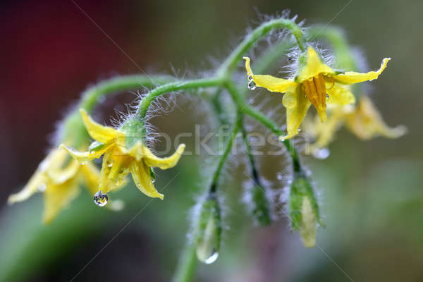 Tomato flower Stock photo © bdspn