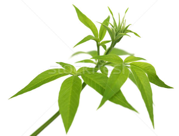 Vitex Negundo or Medicinal Nishinda leaves Stock photo © bdspn