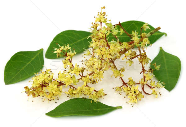 Henna pozostawia kwiat biały charakter ciało Zdjęcia stock © bdspn