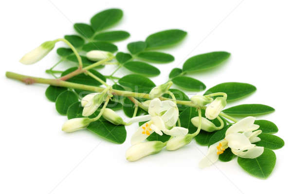 Edible moringa flower with leaves Stock photo © bdspn