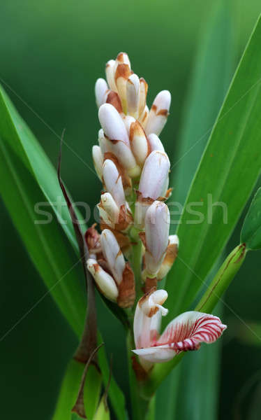 Cardamomo fiore natura alimentare foglia tè Foto d'archivio © bdspn