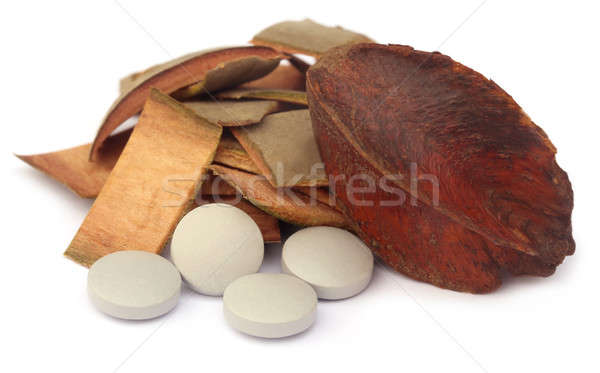 Medicinal Terminalia arjuna Stock photo © bdspn