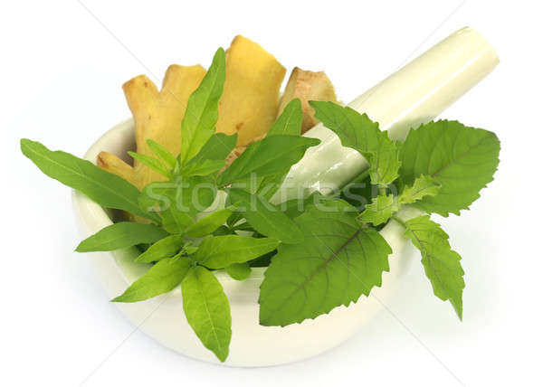 Medicinal herbs on mortar with pestle Stock photo © bdspn
