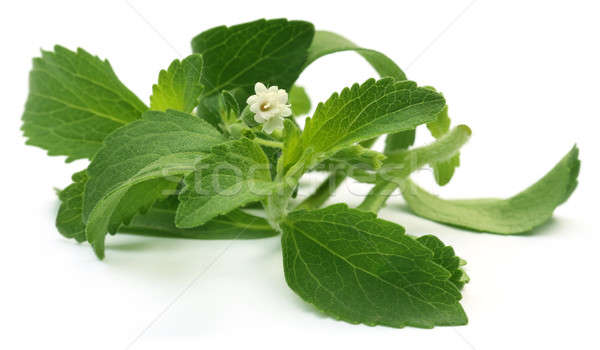 Stevia leaves with flower Stock photo © bdspn