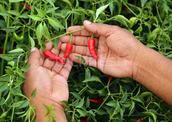 Hand holding some red chili peppers Stock photo © bdspn