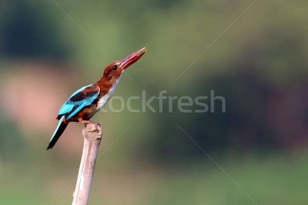 Kingfisher séance pôle forêt domaine oiseau Photo stock © bdspn